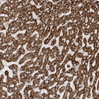 Immunohistochemical staining of human liver shows strong cytoplasmic granular positivity in hepatocytes.
