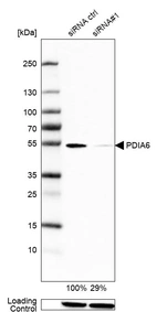 Western blot analysis in U2OS cells transfected with control siRNA, target specific siRNA probe #1, using Anti-PDIA6 antibody. Remaining relative intensity is presented. Loading control: Anti-GAPDH.