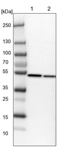 Lane 1: NIH-3T3 cell lysate (Mouse embryonic fibroblast cells)_br/_Lane 2: NBT-II cell lysate (Rat Wistar bladder tumour cells)