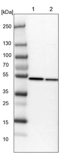 Lane 1: NIH-3T3 cell lysate (Mouse embryonic fibroblast cells)_br/_Lane 2: NBT-II cell lysate (Rat Wistar bladder tumour cells)