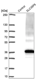 Western blot analysis in control (vector only transfected HEK293T lysate) and SLC35F6 over-expression lysate (Co-expressed with a C-terminal myc-DDK tag (~3.1 kDa) in mammalian HEK293T cells, LY413498).