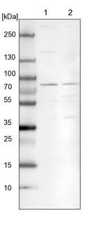 Lane 1: NIH-3T3 cell lysate (Mouse embryonic fibroblast cells)_br/_Lane 2: NBT-II cell lysate (Rat Wistar bladder tumour cells)