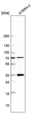 Western blot analysis in human cell line NTERA-2.