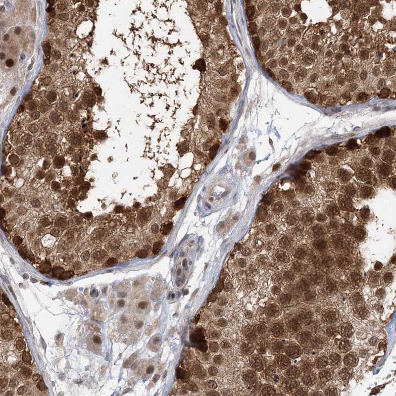 Anti-COPS7B Antibody