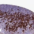 Immunohistochemical staining of human tonsil shows high expression.
