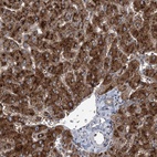 Anti-SPOPL Antibody