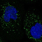 Immunofluorescent staining of human cell line A-431 shows localization to vesicles.