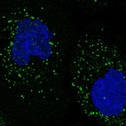 Immunofluorescent staining of human cell line A-431 shows localization to vesicles.