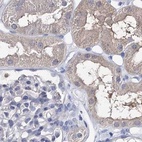 Immunohistochemical staining of human kidney using Anti-UGP2 antibody HPA034696.