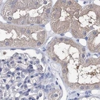 Immunohistochemical staining of human kidney using Anti-UGP2 antibody HPA034696.