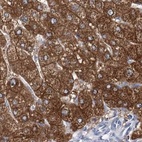 Immunohistochemical staining of human liver using Anti-UGP2 antibody HPA034696.