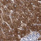 Immunohistochemical staining of human liver using Anti-UGP2 antibody HPA034696.