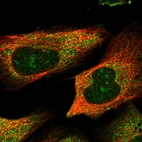 Immunofluorescent staining of human cell line U-2 OS shows localization to nucleoli & cytosol.