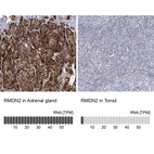 Anti-RMDN2 Antibody