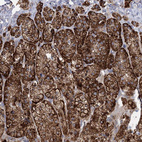 Immunohistochemical staining of human adrenal gland shows strong cytoplasmic positivity in glandular cells.
