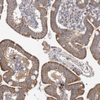 Immunohistochemical staining of human duodenum shows moderate cytoplasmic positivity in glandular cells.