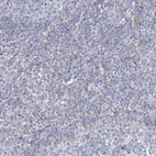Immunohistochemical staining of human tonsil shows no positivity in non-germinal center cells as expected.