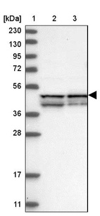 Anti-RMDN2 Antibody