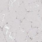 Immunohistochemical staining of human skeletal muscle shows no positivity in myocytes.
