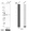Anti-RBMS3 Antibody