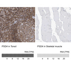 Anti-PSD4 Antibody