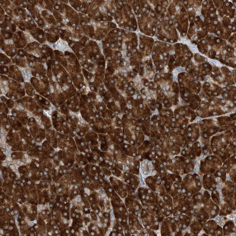Anti-PHOSPHO2 Antibody