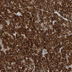 Anti-PHOSPHO2 Antibody