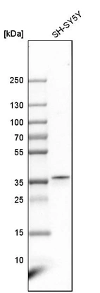 Western blot analysis in human cell line SH-SY5Y.