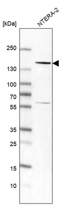 Western blot analysis in human cell line NTERA-2.