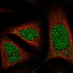 Immunofluorescent staining of human cell line U-2 OS shows localization to nucleoplasm & cytosol.