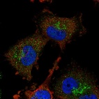 Immunofluorescent staining of human cell line U-251 MG shows localization to nucleoplasm & the Golgi apparatus.