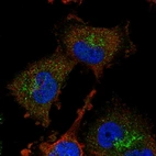 Immunofluorescent staining of human cell line U-251 MG shows localization to nucleoplasm & the Golgi apparatus.