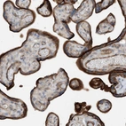 Anti-KIF1BP Antibody