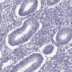 Immunohistochemical staining of human endometrium shows low expression as expected.