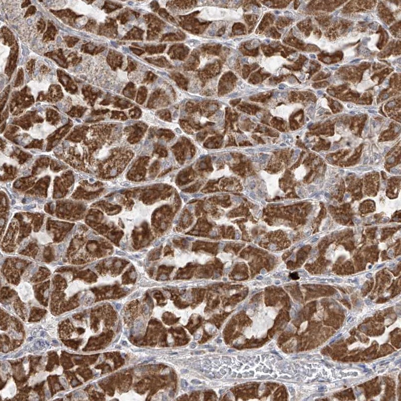 Anti-HDDC2 Antibody