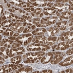Anti-HDDC2 Antibody