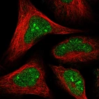 Immunofluorescent staining of human cell line U-2 OS shows localization to nucleus & nucleoli.