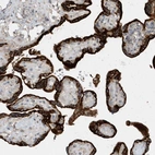 Anti-USP53 Antibody