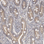 Immunohistochemical staining of human duodenum shows moderate cytoplasmic positivity in glandular cells.