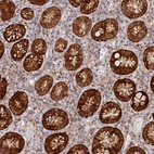 Anti-PAIP2 Antibody