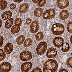 Anti-PAIP2 Antibody