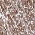 Immunohistochemical staining of human heart muscle shows high expression.