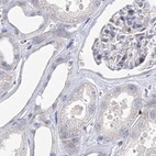 Immunohistochemical staining of human kidney using Anti-MYOZ2 antibody HPA035763.