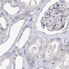 Immunohistochemical staining of human kidney using Anti-MYOZ2 antibody HPA035763.