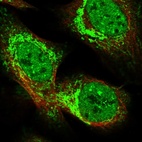 Immunofluorescent staining of human cell line U-2 OS shows localization to nucleoplasm & mitochondria.