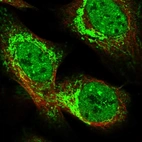 Immunofluorescent staining of human cell line U-2 OS shows localization to nucleoplasm & mitochondria.