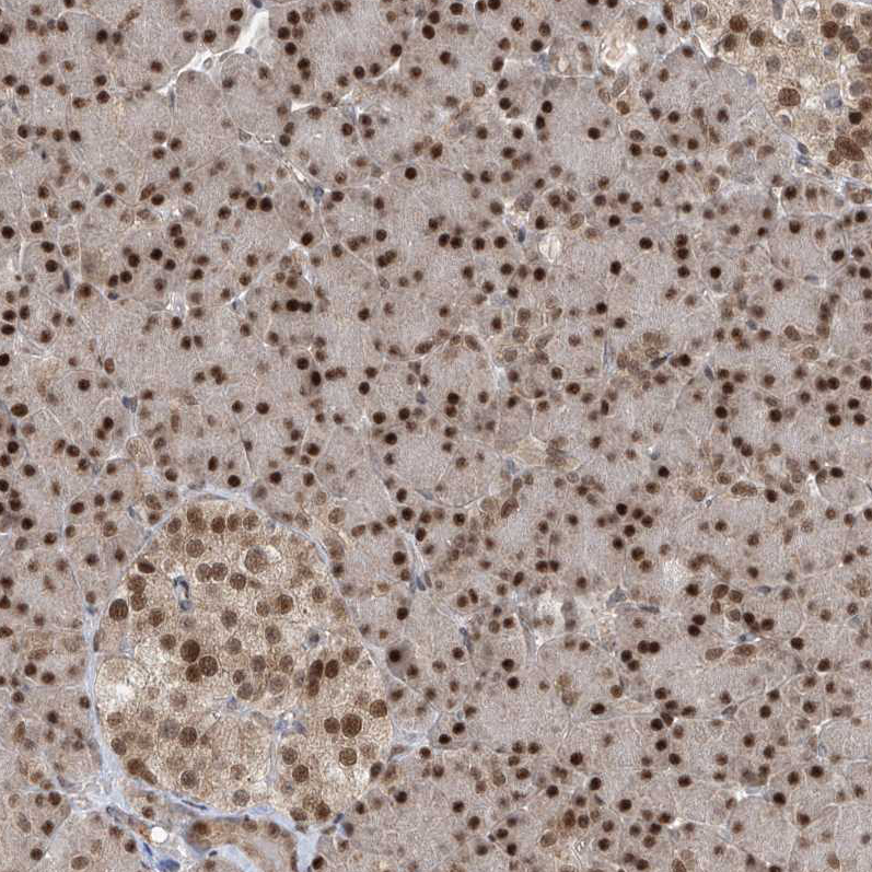 Anti-LAGE3 Antibody