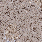 Anti-LAGE3 Antibody