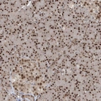 Anti-LAGE3 Antibody