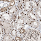 Immunohistochemical staining of human kidney shows strong nuclear positivity in cells in tubules.